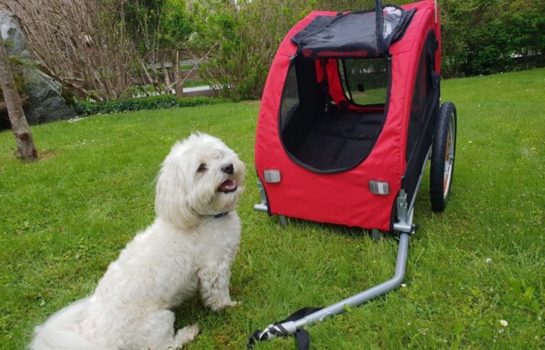 Hundefahrradanhänger Test Die Testsieger 2021 Zweiradkraft