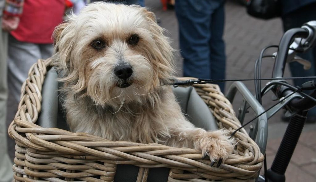 Korb Hund Fahrrad – Die 15 besten Produkte im Vergleich 